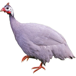 Lavender Guinea